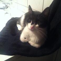 Blanding af racer Miska