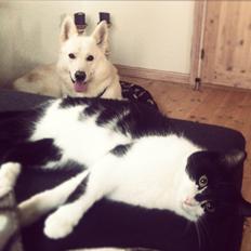 Blanding af racer Miska