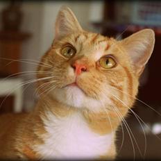 Huskat Kitkat (Mizz) R.I.P