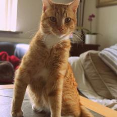 Huskat Kitkat (Mizz) R.I.P