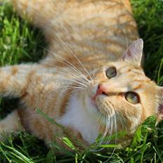 Huskat Kitkat (Mizz) R.I.P