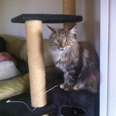 Maine Coon Molly
