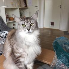 Maine Coon (Thor) Amistia Glowing Silver