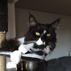 Maine Coon Amistia Romeo The Great