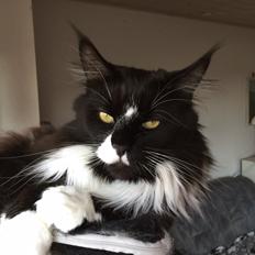 Maine Coon Amistia Romeo The Great
