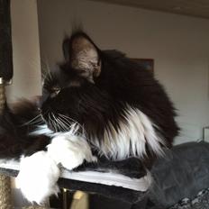 Maine Coon Amistia Romeo The Great