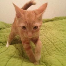 Blanding af racer Jack