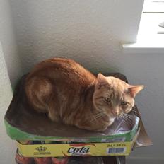 Blanding af racer Jack