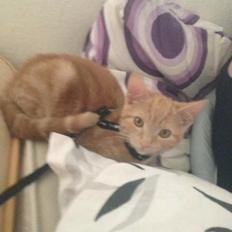 Blanding af racer Jack