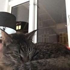 Blanding af racer Mille