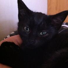 Huskat Fridjorf Nansen (Fritten)