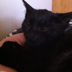 Huskat Fridjorf Nansen (Fritten)