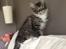 Maine Coon Simba - Simba er kommet hjem til mig. 12 uger