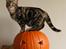 American Shorthair Fairy 4 U Ruby