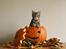 American Shorthair Fairy 4 U Ruby