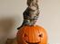 American Shorthair Fairy 4 U Ruby