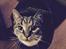 Huskat Tonser