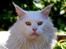Maine Coon DK Napaloma`s Ghost