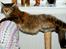 Blanding af racer Tiger (Bamse)