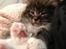Maine Coon Simba - Baby Simba