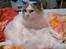 Ragdoll Dk Jaquet Piper Heidsieck