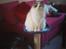 Ragdoll Dk Jaquet Piper Heidsieck