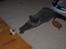 British Shorthair Watson
