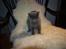 British Shorthair Watson