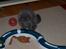 British Shorthair Watson