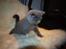 British Shorthair Watson