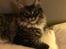 Maine Coon Simba