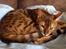 Bengal Conrad 