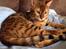 Bengal Conrad 