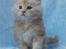 Maine Coon Sammie - 6 uger. <3