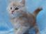 Maine Coon Sammie - 6 uger <3