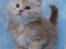 Maine Coon Sammie - 6 uger <3