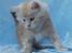 Maine Coon Sammie - 6 uger <3