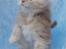 Maine Coon Sammie - 6 uger <3