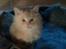 Maine Coon Sammie - 7 uger <3 Taget i dag, d. 11-1-15..