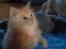 Maine Coon Sammie - Gi pote hehe. <3.... 7 uger. Taget i dag, d. 11-1-15..
