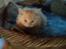 Maine Coon Sammie - Tit Tit <3...7 uger... Taget i dag, d. 11-1-15..