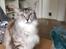 Maine Coon (Thor) Amistia Glowing Silver