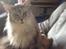 Maine Coon (Thor) Amistia Glowing Silver