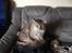 Maine Coon (Thor) Amistia Glowing Silver