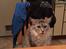 Maine Coon (Thor) Amistia Glowing Silver