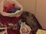 Maine Coon (Thor) Amistia Glowing Silver