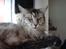 Maine Coon (Thor) Amistia Glowing Silver