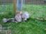 Maine Coon (Thor) Amistia Glowing Silver