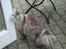 Maine Coon (Thor) Amistia Glowing Silver