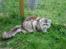 Maine Coon (Thor) Amistia Glowing Silver